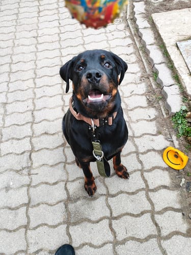 Kitti K. review of Combat Traffic Leash | Short Handle for Control - Khaki image 1 out of 1