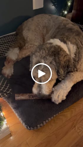 Customer video review of Large Ostrich Cane (11.5" x 5"): The Ultimate Long-Lasting Chew for Medium, Large & XL Dogs