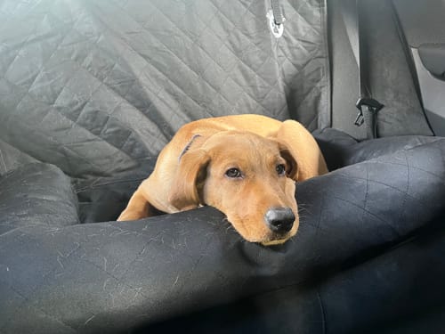 Customer photo review of Car Seat Cover