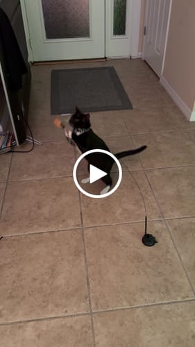 Customer video review of Interactive Bird Simulation Cat Toy Set