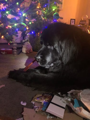 Customer photo review of Extra Thick Bully Sticks - 12 Inch