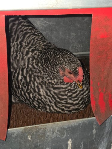 Customer photo review of Small (24") Reversible Rollout Nest Box (Up to 20 Hens)