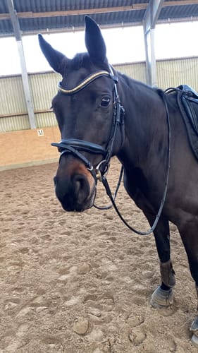 Customer photo review of Strotonin Horse Support