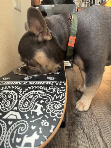 Customer photo review of Park Dog Collar