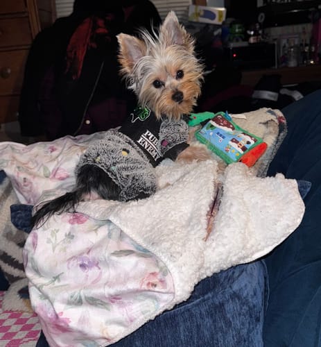 Customer photo review of Misfits Harness