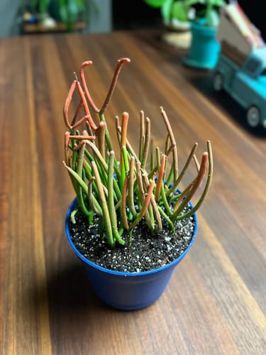 Customer photo review of Euphorbia tirucalli | Fire Sticks