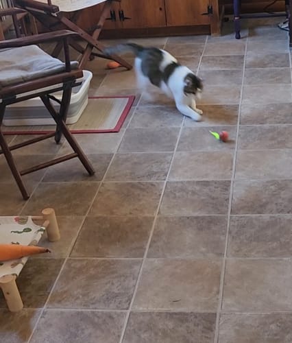 Tracy L. review of SPEEDY TAIL 2.0 image 1 out of 1