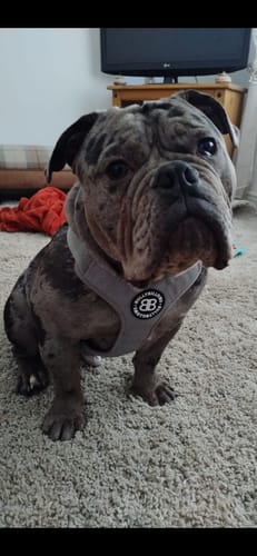 Gemma B. review of Active Harness | With Handle & Reflective - Grey image 1 out of 1