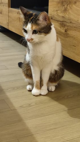 Avis photo d'un client sur Pâtée Chat Stérilisé Sans Céréales - Poisson Blanc