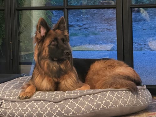 Customer photo review of 1000 Piece Custom Puzzle | Personalized Custom 1000 Piece Puzzle