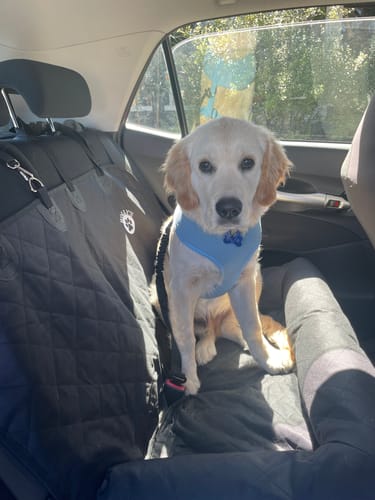 Customer photo review of Car Seat Cover