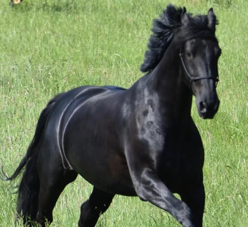 Customer photo review of Kristallkraft Coolly