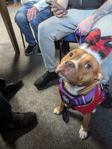 Charlotte P. review of Comfort Premium Harness | Non Restrictive - Purple image 1 out of 4