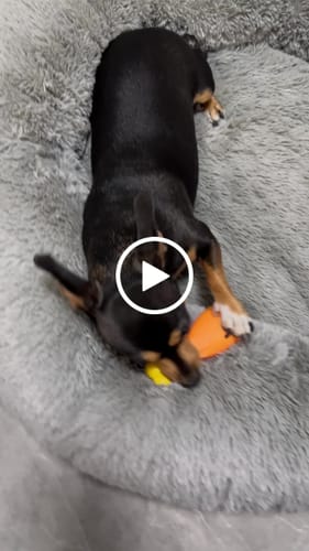 Customer video review of Cama Antiestrés Para Perros