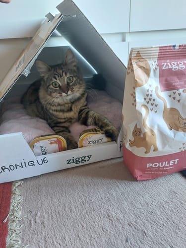 Avis photo d'un client sur Pâtée Chaton Sans Céréales - Boeuf