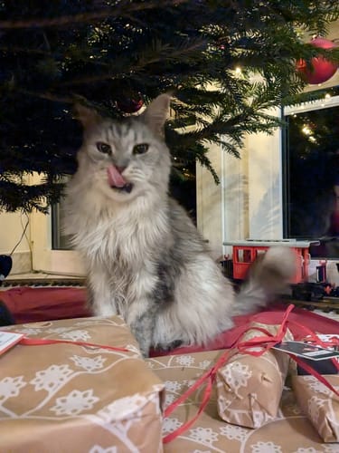 Customer photo review of Gelenk Gummies - Angebot