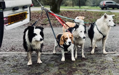 Customer photo review of Leader Pro