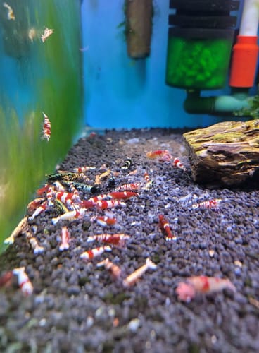Customer photo review of Mixed Caridina Shrimp