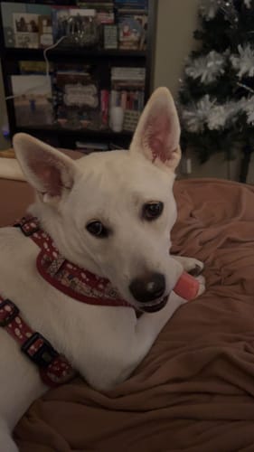 Customer photo review of TRADITIONAL HIMALAYAN YAK CHEWS | ALL SIZES