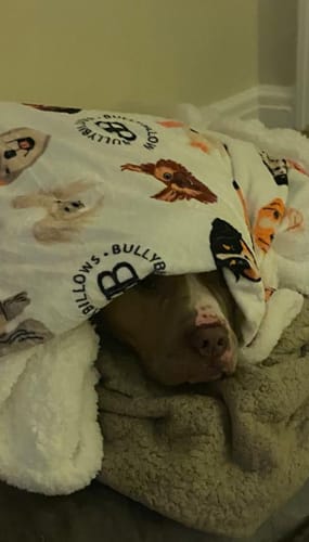 Marcella B. review of Dog ID Tag - Silver (With Gift Box) image 1 out of 1