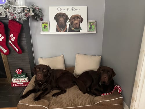 Customer photo review of Pet Art Canvas Wrap