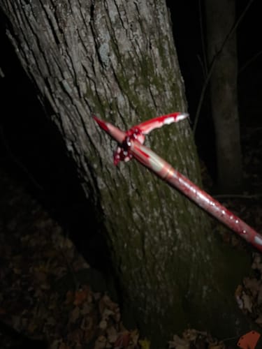 Customer photo review of Beast Broadheads