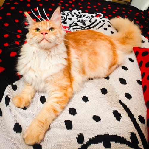 Avis photo d'un client sur Croquettes Chaton Sans Céréales - Poulet & Huile de Saumon