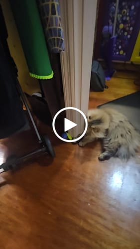 Nicole B. review of SPEEDY TAIL 2.0 image 1 out of 1