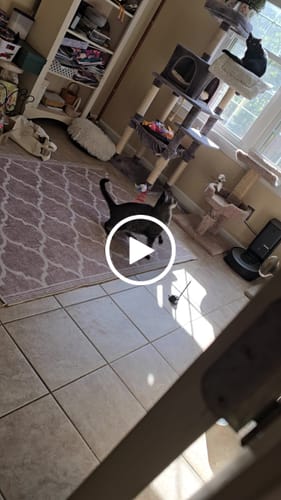 Customer video review of Interactive Bird Simulation Cat Toy Set