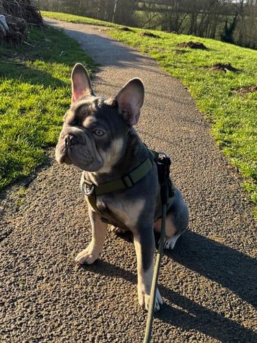 Chris P. review of Mini Training Anti Pull TRI-Harness® | Small Breeds - Khaki image 1 out of 1