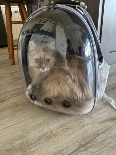 Customer photo review of Cat Bubble Backpack with Clear Window for Hiking-【Back Expandable】(Three Colors)