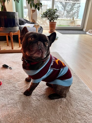 Sharon G. review of 2.5cm Combat® Collar | With Handle & Rated Clip - Burgundy image 1 out of 1