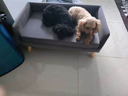Customer photo review of PaWz Warm Soft Lounge Couch Chair Bed