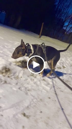 Monika K. review of 4cm LIGHTER Combat® Collar | Handle Rated Clip - Black x Black image 1 out of 1