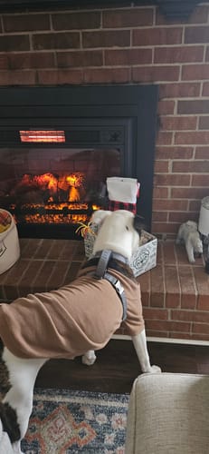 Customer photo review of 1LB Christmas Chew Pack Stocking