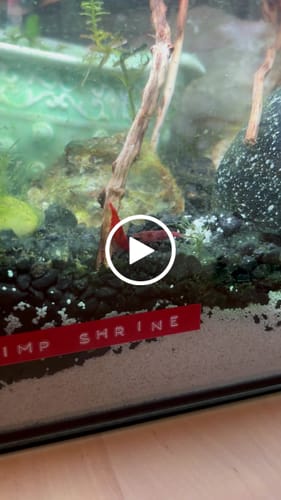 Customer video review of Fire Red Neocaridina Shrimp