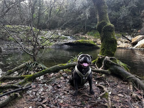 Egle L. review of Slip on Harness | Foam Padded - Khaki image 1 out of 1