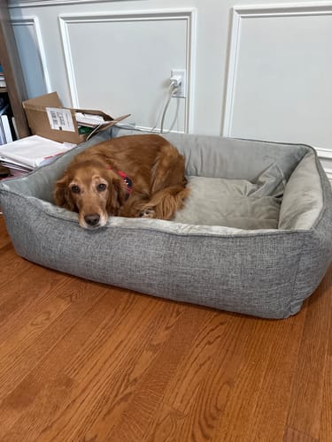 Customer photo review of Orthopedic Pet Bed, Pain Relief Soft Couch