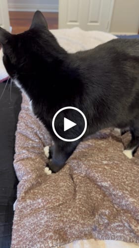 Customer video review of Pet Waterproof Splash Blanket™ for Dogs and Cats