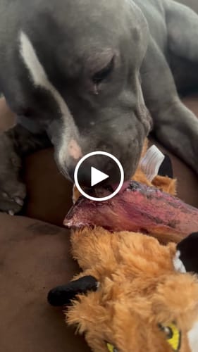 Customer video review of Large Dog Holiday Bundle (Your 12oz Jerky+2 Large Bones+12" Hick. Bully)