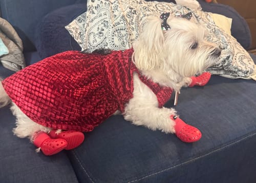 Customer photo review of WagWellies® Mojave