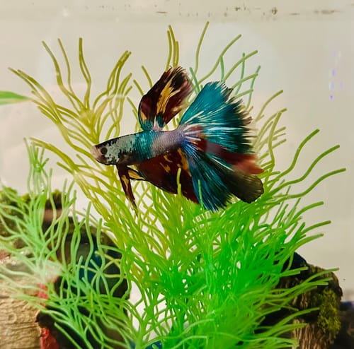Customer photo review of Multicolor Halfmoon Male Betta Fish | High Grade | Order Directly From Farm| You Pick Fish |