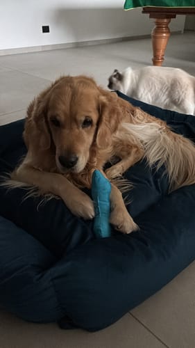 Customer photo review of Trapuntina Quadro Cotone Siena