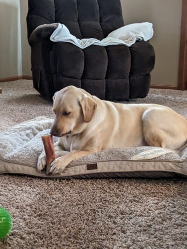 Customer photo review of Large Dog Holiday Bundle II (4x 5oz Jerky Bags + 4x LARGE Smoked Marrow Bones)