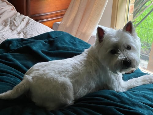 Customer photo review of Waterproof Splash Blanket™️ - Charcoal Bamboo Summer Blanket