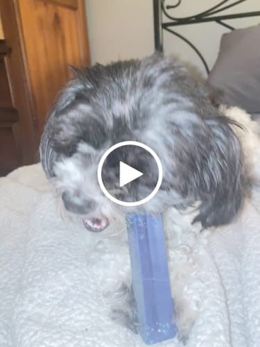 Customer video review of MIX FLAVORED CHEWS ( A PACK OF 6 STICKS )