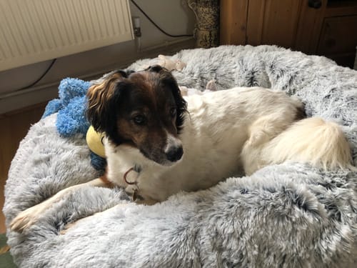 Customer photo review of Super Plush Donut Bed