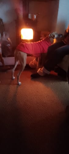 Customer photo review of Fleece Sighthound Base-Layer Coat with Underbelly and Snood