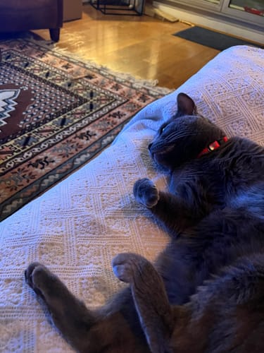 Avis photo d'un client sur Croquettes Chat Stérilisé Sans Céréales - Poulet