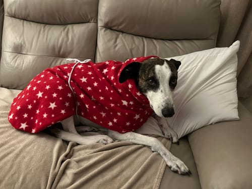 Customer photo review of Reversible Star Design Sighthound Fleece House Coat Grey/Blue/Red
